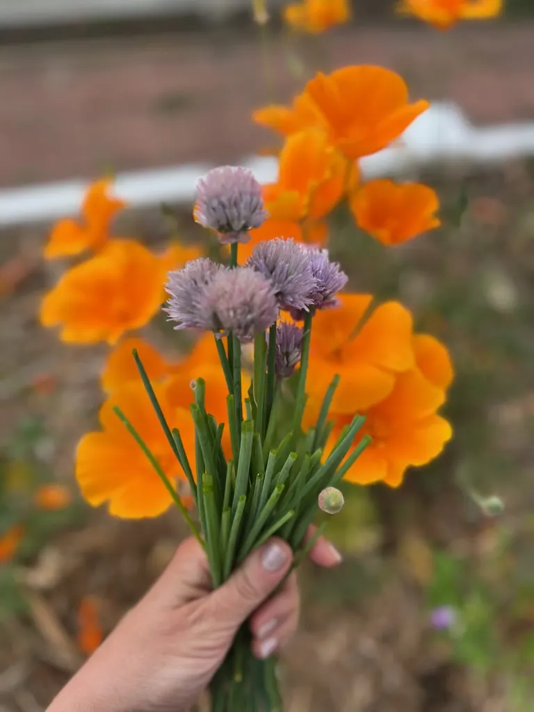 Hand holding purple chive blossoms in front of orange poppies
