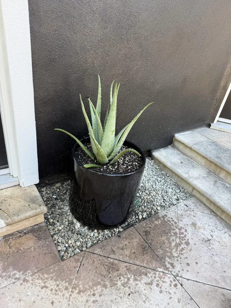 Sunny patio corner arranged with aloe and companion containers