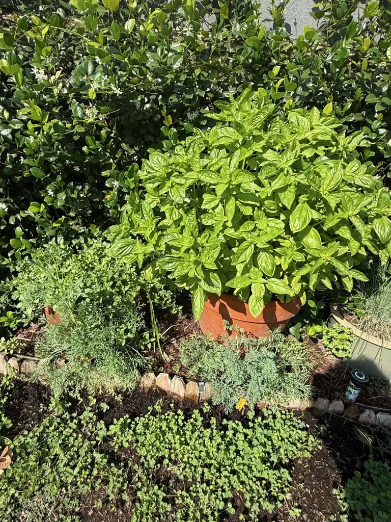 Lush basil and herbs growing in a terracotta pot and garden bed