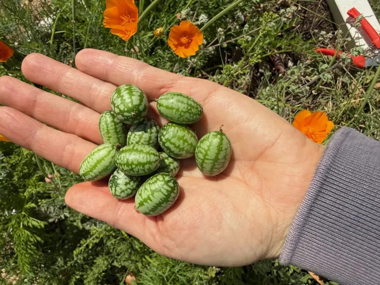 Small striped cucamelons resting in a hand among orange flowers