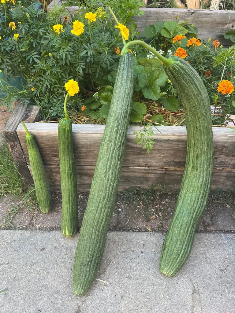 Long homegrown cucumbers held in front of a flowering raised bed