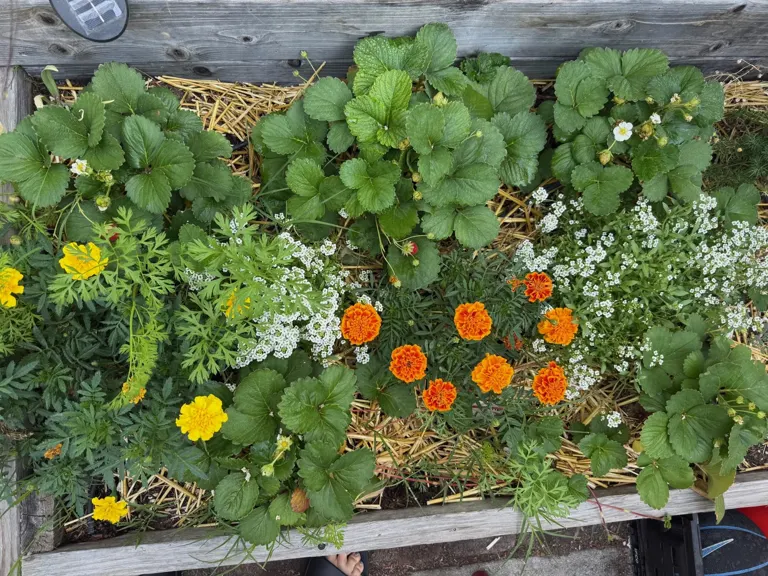 Raised bed planted with strawberries, marigolds, carrots, and white flowers