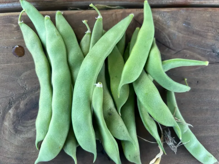 Freshly picked green beans on a wooden table