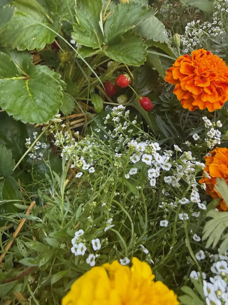 Strawberries growing among orange marigolds and white flowers