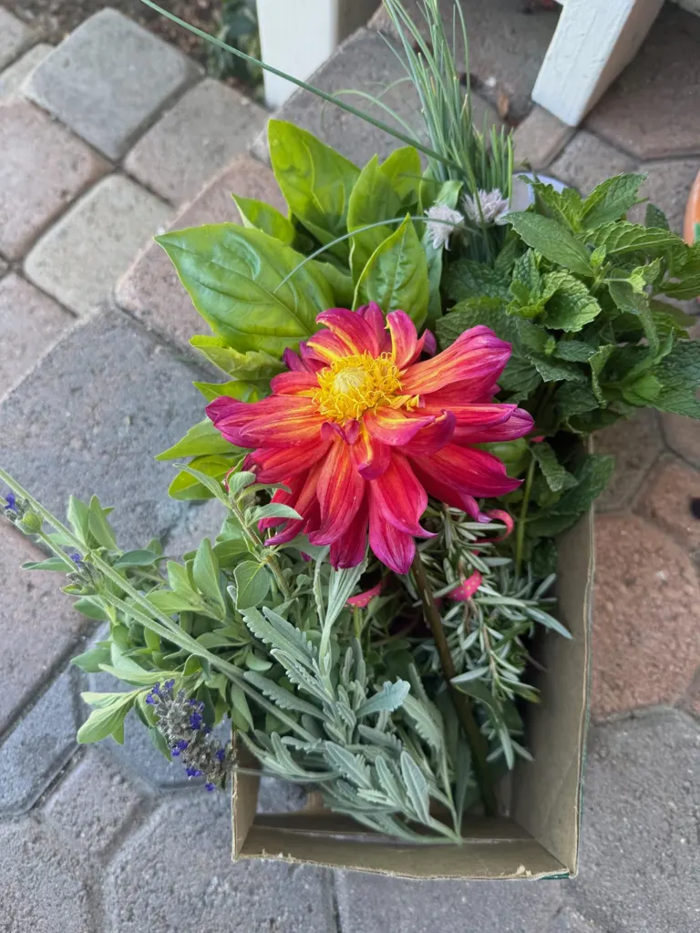 Bouquet of basil, chives, mint, sage, and rosemary from a kitchen garden