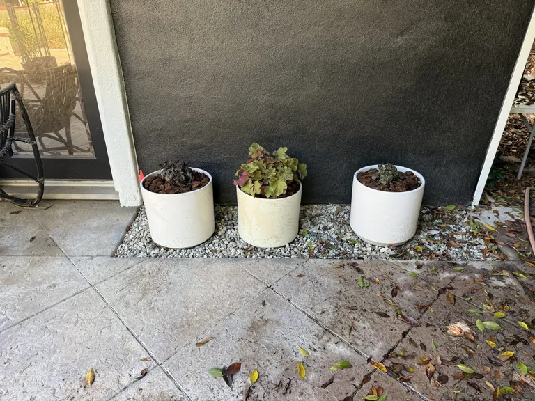 Patio container garden filled with layered green plants