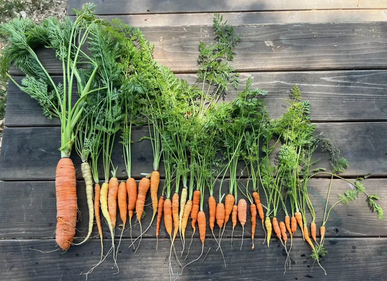 Freshly harvested rainbow carrots from a Burbank kitchen garden