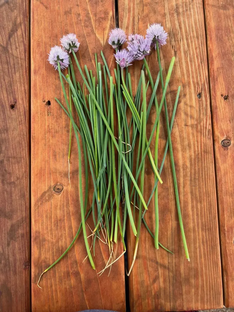 Freshly cut chives with purple blossoms on a wooden table