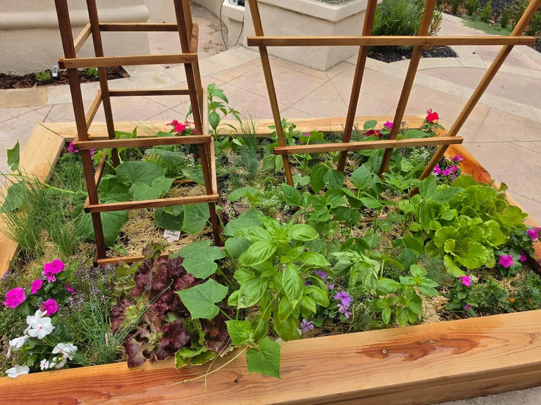 Cedar raised kitchen garden bed with basil, lettuce, and trellis on a Burbank patio